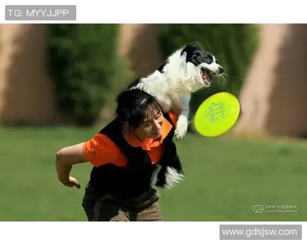 世界杯期间宠物狗对主人欢呼反应的观察与分析